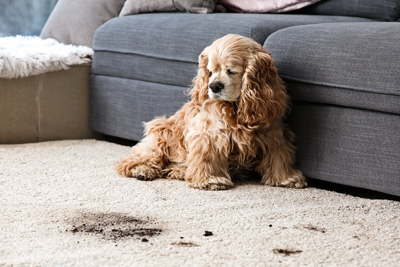 Pet Stain Removal